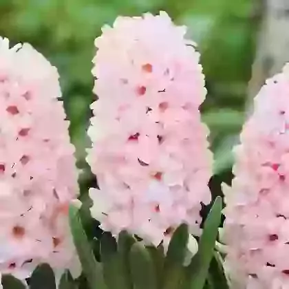 China Pink